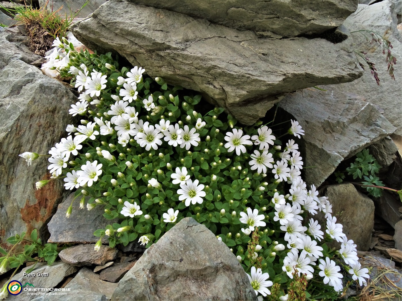 33 Bellissimi fiori bianchi di Cerestium alpinum (Cerestio alpino).JPG